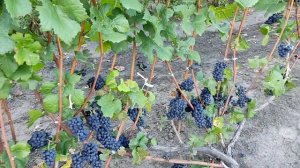 Пино нуар 115. Воронеж. 13.09.25.