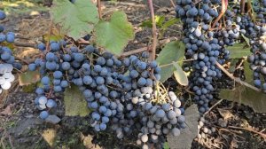 Виноград в Сибири .Замер сахара.