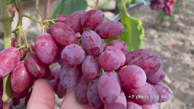 Самый сладкий виноград 05.09.25 год, Новороссийск, часть 2. смотреть онлайн