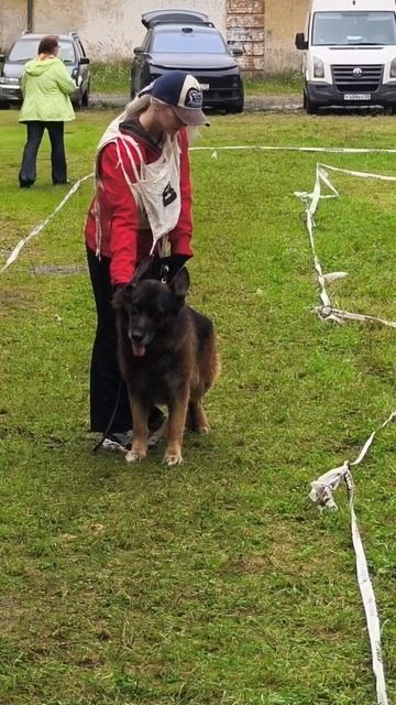 ВЕТЕРАНЫ КОБЕЛИ / КЧК КАЛИНИНГРАД 7 сентября`25 А.Буйнова Моно немецких овчарок