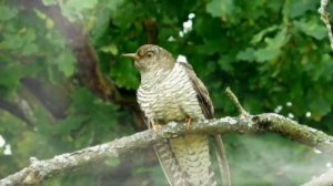 Лесная гадалка