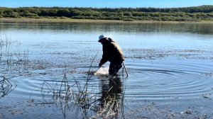 Как ловить щук в траве? С одной ямы столько не ловил.