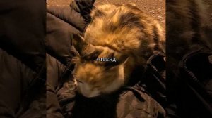 ТАНЦУЙ ЕСЛИ ЗНАЕШЬ ЭТОТ СТАРЫЙ ТРЕНД!🌷🙈