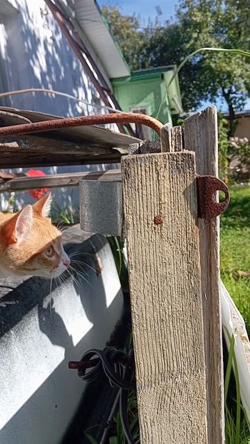 помните его? это же Марсик!