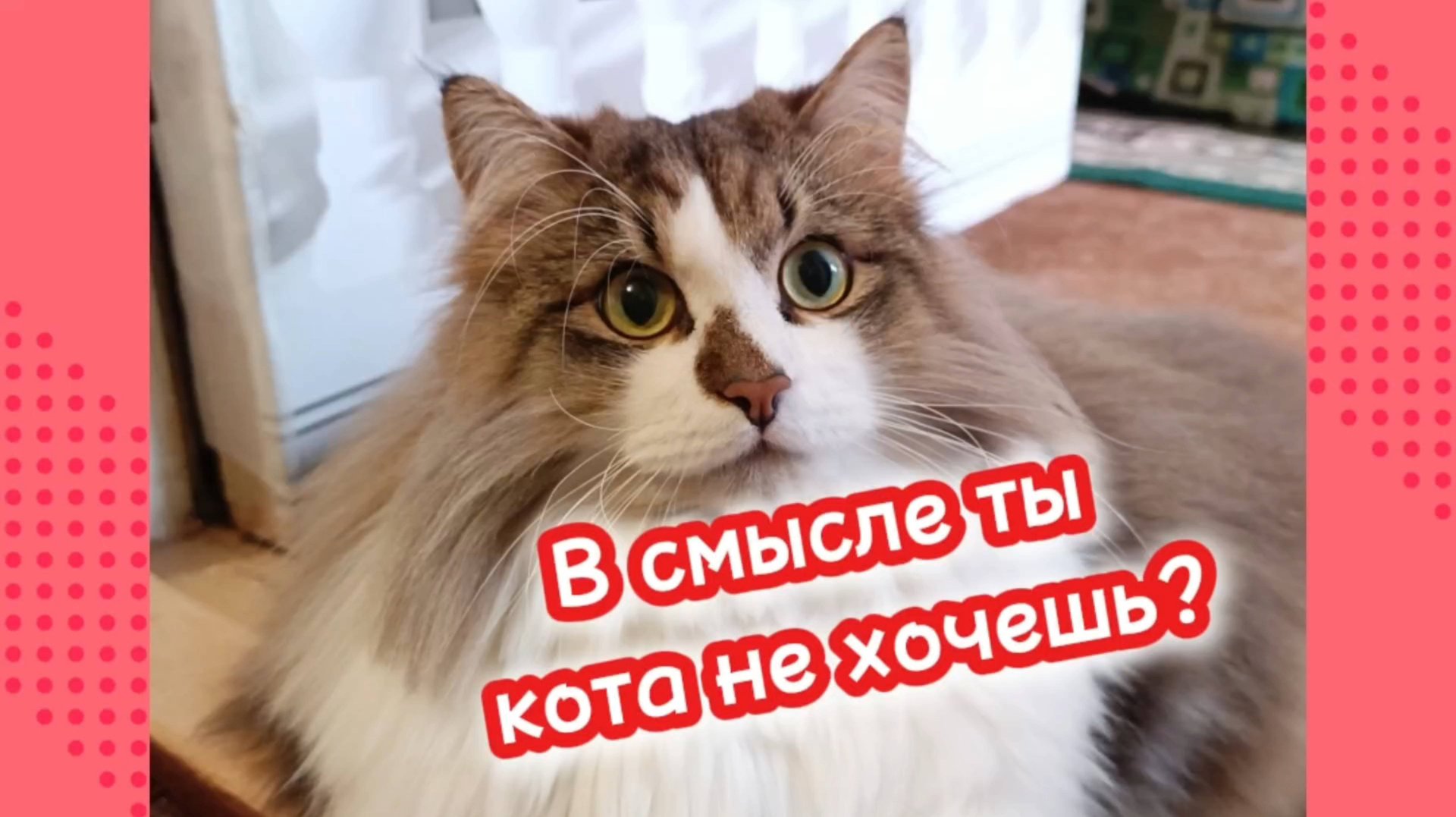 Кошки с озвучкой. смотреть онлайн