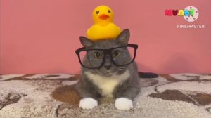 Конец вещание Мульт HD+ XD начала вещание Тлум R (12.09.25)