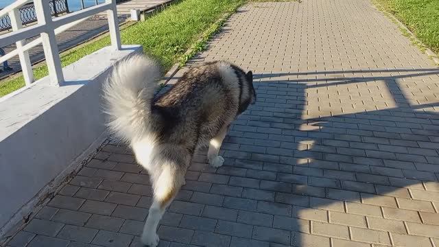 По утрам я не бегаю 13.09.2025 ☀️🐾🐺🤗 аляскинский маламут #malamute #маламут