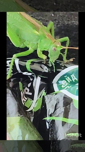 Гость с большими глазами и длинными усами. смотреть онлайн