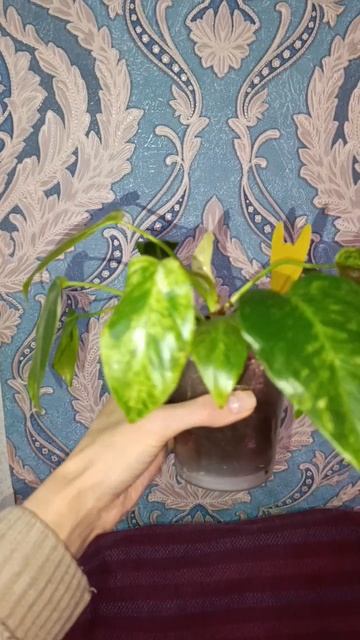 филодендрон Гигантум Варигатум смотреть онлайн