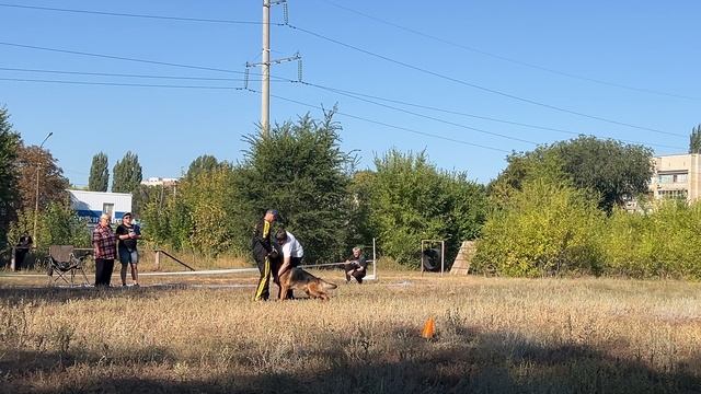 2 Отл. YUVENIR Olympionike ++- №7. ЭНГЕЛЬС 31 августа`25 Моно немецких овчарок