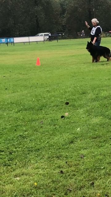 3 Отл. Ирендорф ФРЭД +++ №52. САНКТ-ПЕТЕРБУРГ 30 августа`25 Моно немецких овчарок