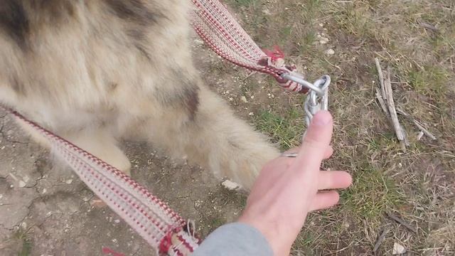 Какую я сделал упряжку для моего пса! смотреть онлайн