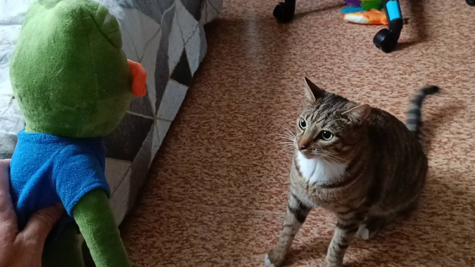 Кот против Пепе