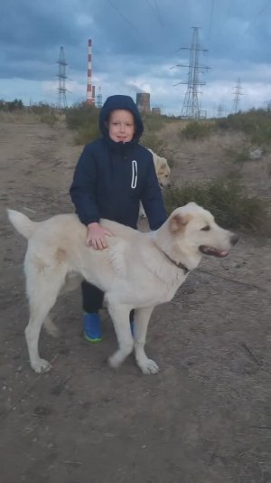 Алабай против стаи собак