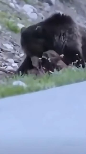 Мишка на охоте смотреть онлайн