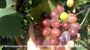 виноград Чёрная пантера