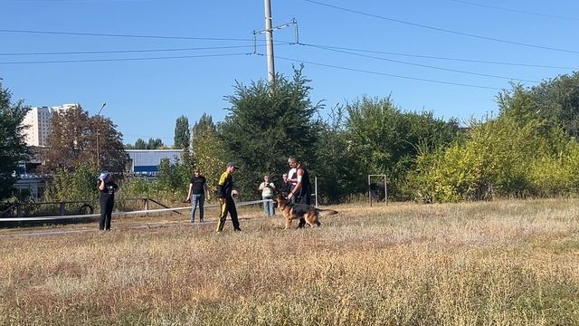 1 Оч/хор ФРЕШ СТАЙЛЕ ЖЕРМИНАЛЬ РОМАН ШОУ +0+ №9. ЭНГЕЛЬС 30 августа`25 Моно немецких овчарок