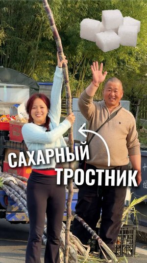 Сахарный тростник