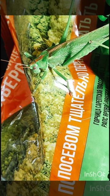 Зелёный гость к нам пожаловал смотреть онлайн