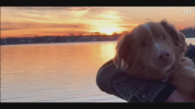 Глазами пса — трейлер смотреть онлайн