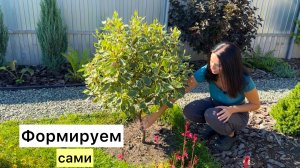 Гортензия на штамбе, дёрен, ива и другие кустарники в виде шариков и зонтиков!