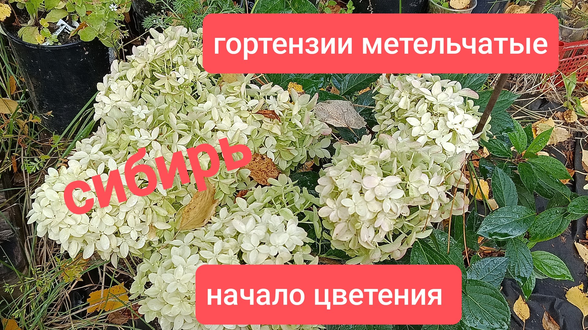 Метельчатые гортензии в Сибири. Начало цветения. смотреть онлайн