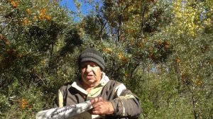 Оранжевое чудо продлевающее жизнь