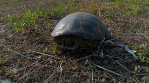 #7/спасли черепаху/Купили телевизор /уборка