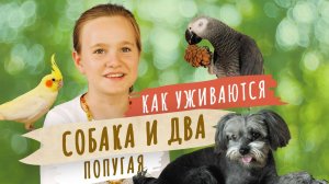 День Вредности у попугая Жако. Мой питомец.