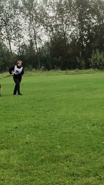 2 Отл. СС San-Rathelle EMPIRE +++ №15. САНКТ-ПЕТЕРБУРГ 30 августа`25 Моно немецких овчарок