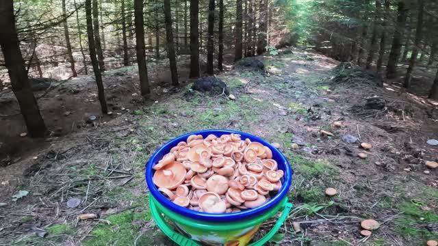 Грибное место. Рыжики. смотреть онлайн