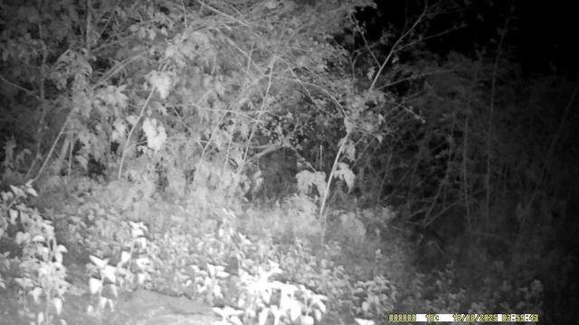 Кавказский лес. смотреть онлайн