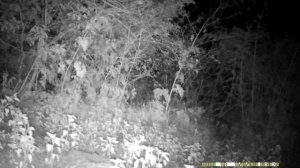 Кавказский лес.