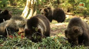 🍒 Рябиновая поляна для медвежьего народа 🍒