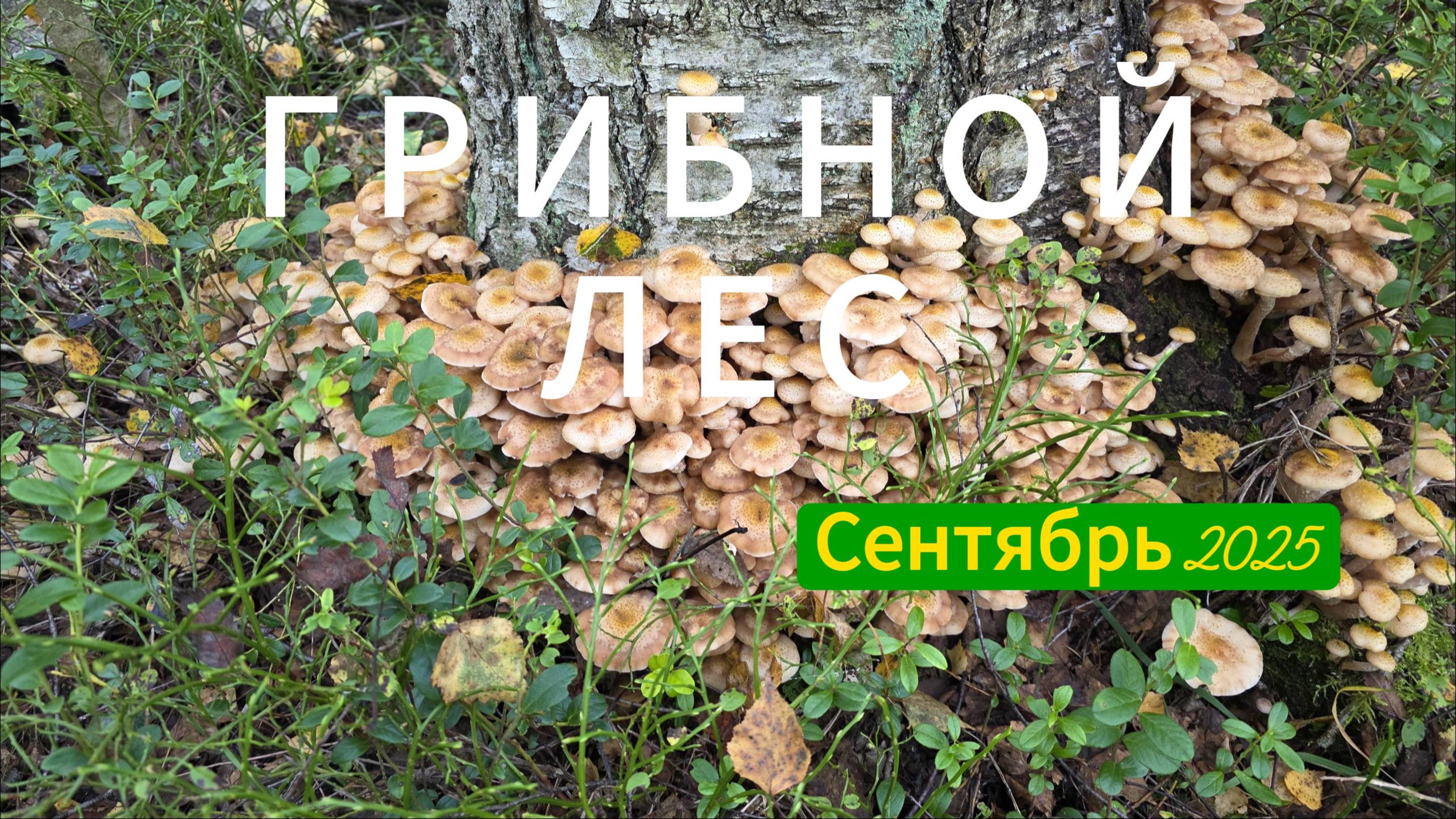 ГРИБНОЙ ЛЕС. Очень много грибов. Сентябрь 2025