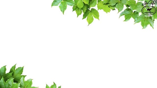 Игра для кошек