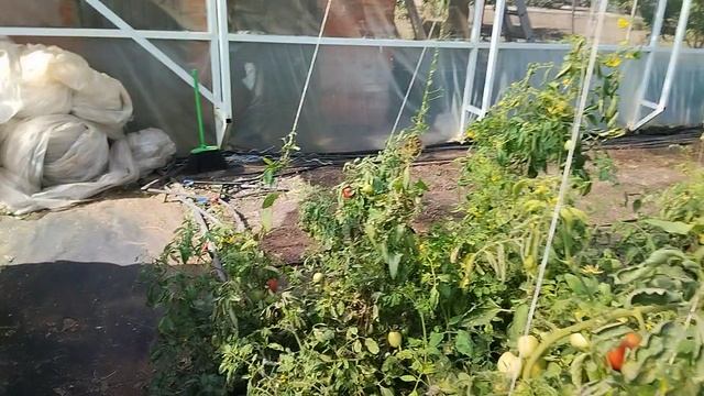 Томат убрали, но не весь.