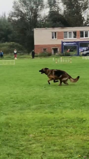 3 Оч/хор Team Bulle Hof HANNY +0+ №37. САНКТ-ПЕТЕРБУРГ 30 августа`25 Моно немецких овчарок