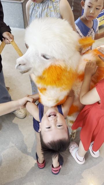 Оранжевая лама: чего только не встретишь в Китае смотреть онлайн