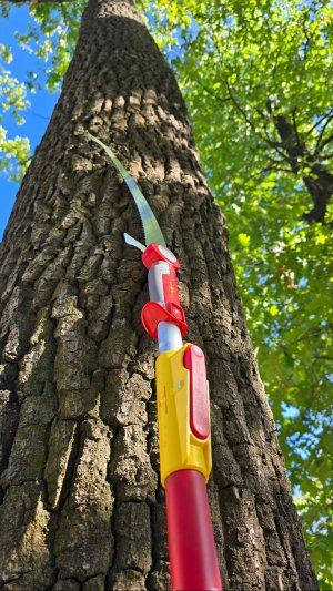 Обрезка дубов