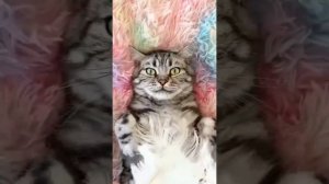 SCARY HISTORY📜
ДАША РОКС "ДЕВОЧКА КАТЯ"
1/1