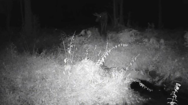 Лоси видео фото ловушки смотреть онлайн