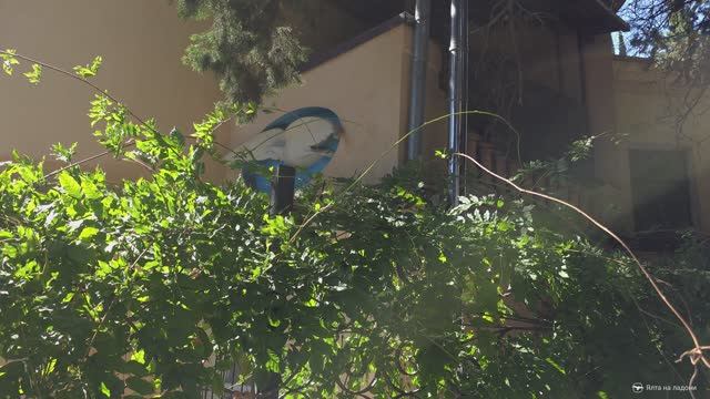 Дом с чайкой и сквер имени Батурина в Ялте смотреть онлайн