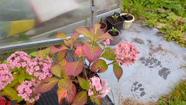 19-09-2025.Дача.Горчица взошла.Розы лучше укрываь. смотреть онлайн