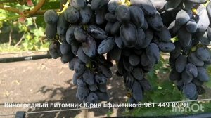 виноград Мармеладка