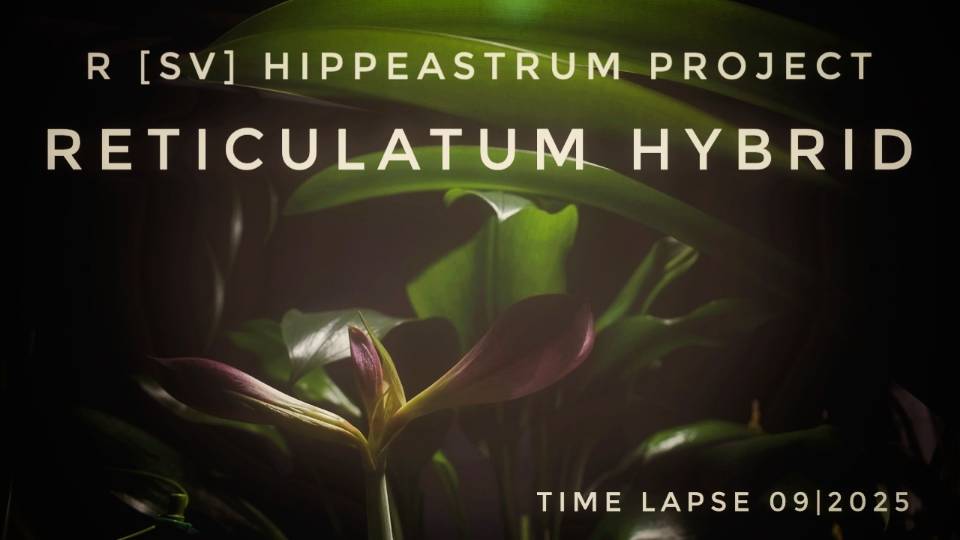 Hippeastrum Reticulatum Hybrid Time Lapse | 04/2025