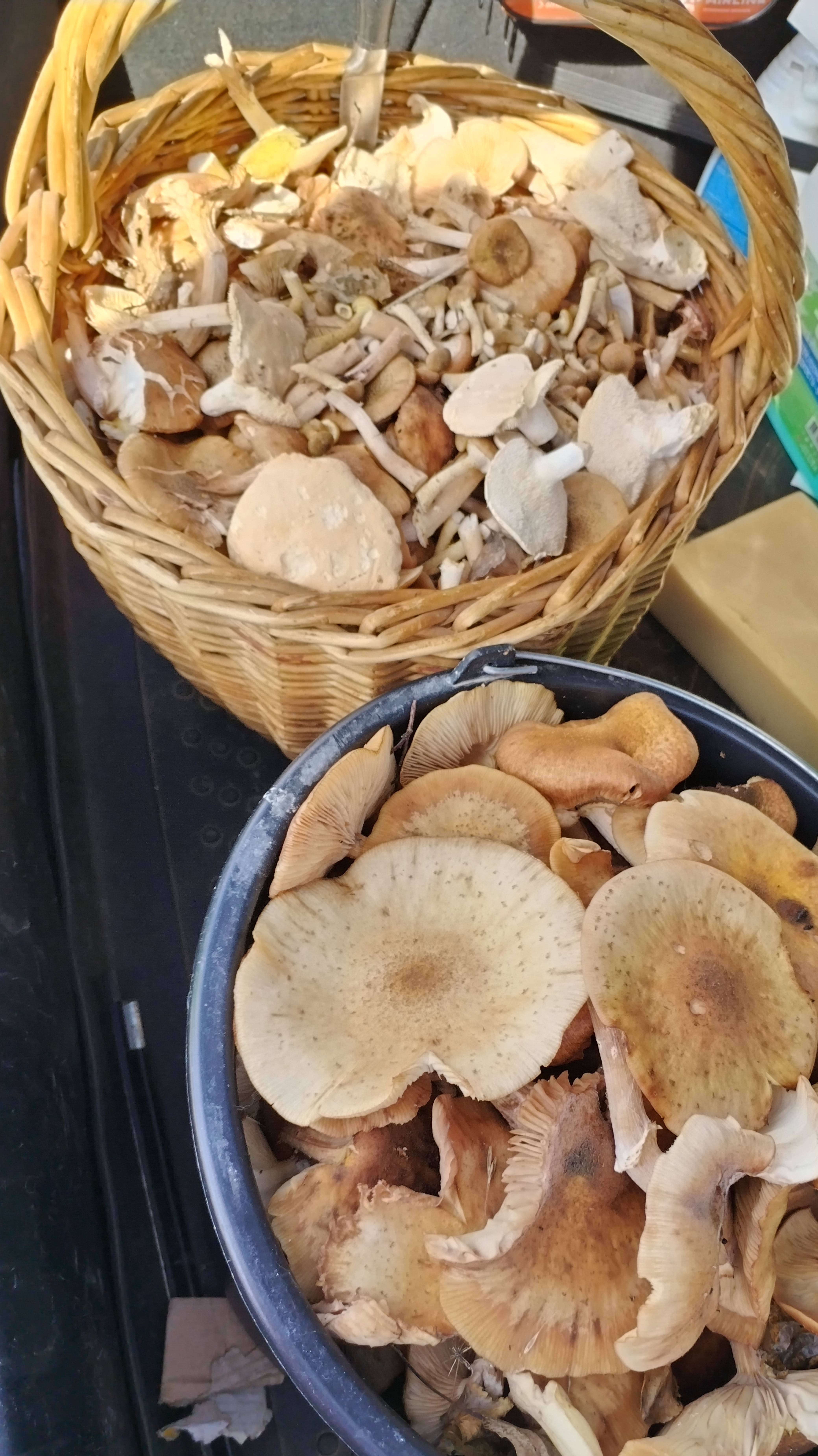 Грибы в Подмосковье сейчас 13 сентября 2025 года. #грибысейчас, #грибывподмосковьесейчас