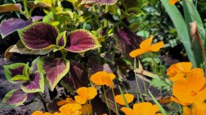 что выросло из семян