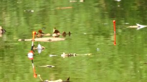 Рыбалка на карася на поплавок на пруду осенью, какие особенности ловли сейчас для простого карасика