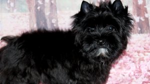 Еще один мужчина в нашем Бабьем царстве) Знакомьтесь Кай!